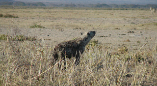 Illustration for article titled Hyenas may be using bacteria to communicate